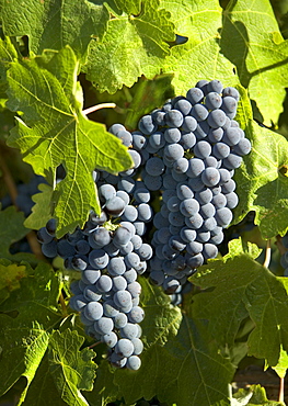 Closeup of California wine grapes