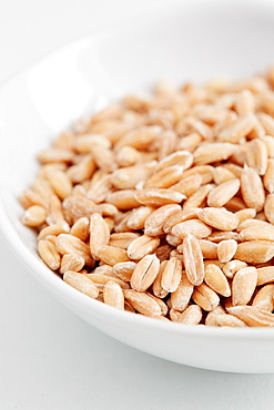 Farro seeds in bowl