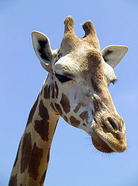 Head of a giraffe