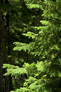 Sunlight on evergreen branches