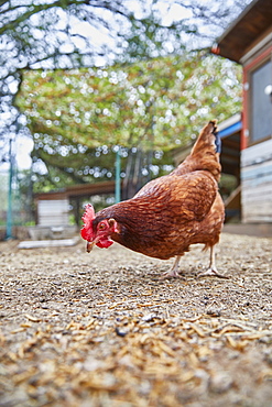 Pecking chicken in farm