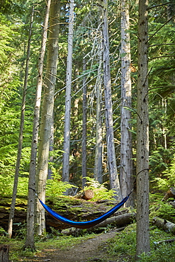 USA, Washington, San Juan County, Orcas Island, Hammock in trees