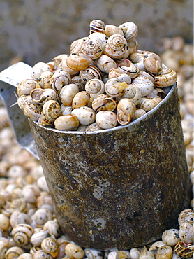 Edible snails in bucket for sale