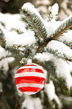 One Christmas ornament hanging in tree