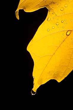 Closeup of fall leaf