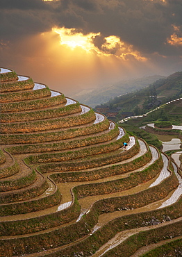 China, Guangxi, Guilin, Longsheng, Terraced rice fields at sunset