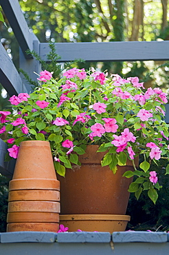 Flowers and flowerpots