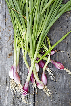 Ramps with roots and stems on wooden table