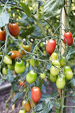 Cherry tomatoes on branch in garden