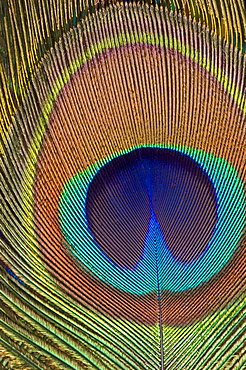 Eye of a peacock feather