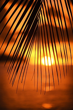 United States, Florida, Islamorada, Silhouette of palm leaf at sunset