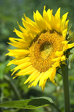 Closeup of single sunflower