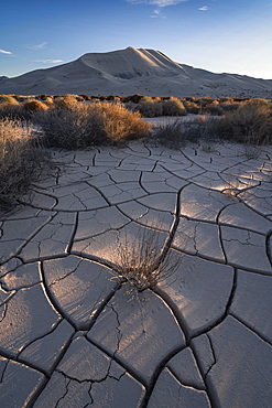 United States, California, Cracked sand dunes and bushes