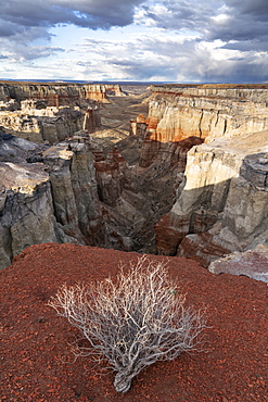 United States, Arizona, Tumbleweed and desert canyon