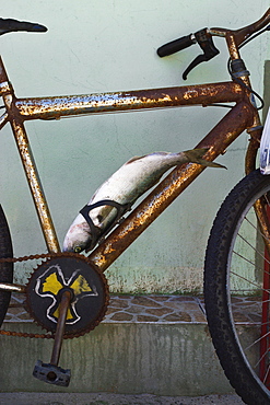 Fish secured to rusty bicycle, Armacao beach, Florianopolis, State of Santa Catarina, Brazil