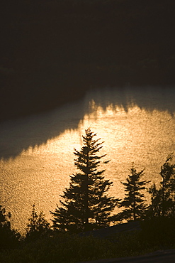 Trees at sunset from Cadillac Mountain in Maine