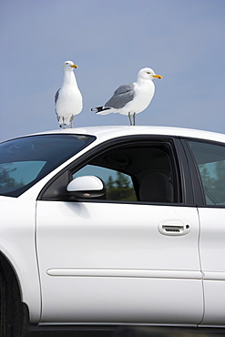 Seagulls perched on car