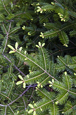 Close-up of pine tree branch