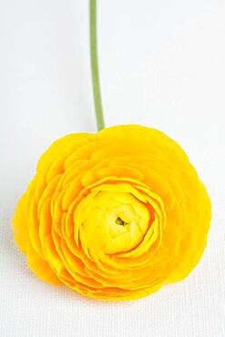 Studio shot of yellow ranunculus flower