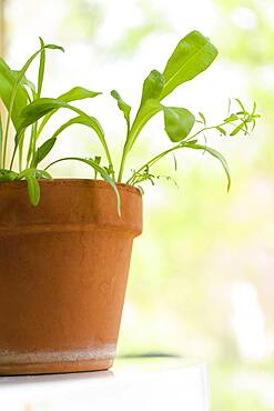 Seedlings growing in terracotta pot