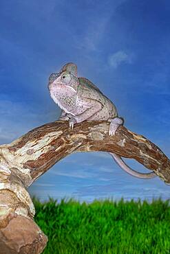 Madagascar, Chameleon on branch