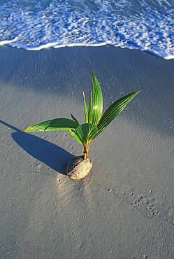 Jamaica, Ocho Rios, Sprouting coconut on beach