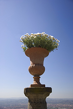 Flower pot Florence Italy