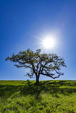 USA, California, Walnut Creek, Sun shining above single California Oak tree in green field in springtime