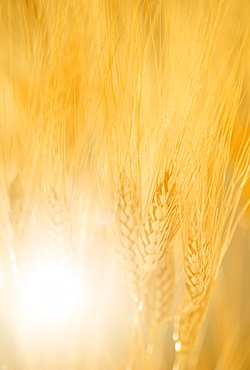 Closeup of wheat