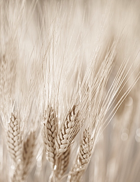 Closeup of wheat