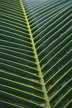 Closeup of fronds