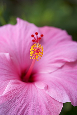 Closeup of hibiscus flower