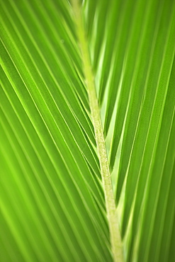 Close up of a leaf