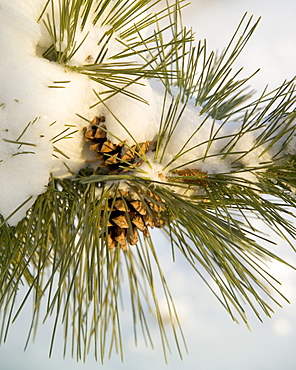 Closeup of snowy pine and pinecones