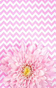 Pink Chrysanthemum on pink and white zigzag background