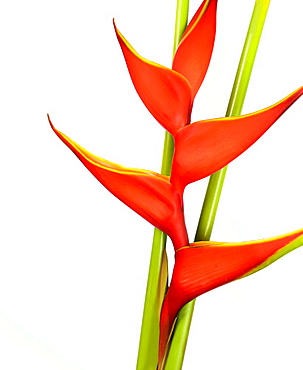 Close-up of heliconia flower