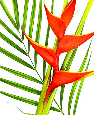 Close-up of heliconia flower