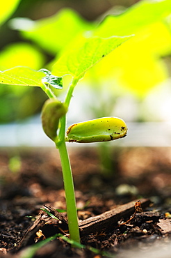 Close-up of bean seedling