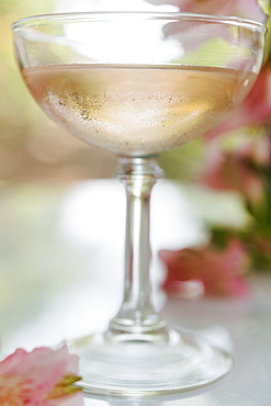 Sparkling rose wine in glass
