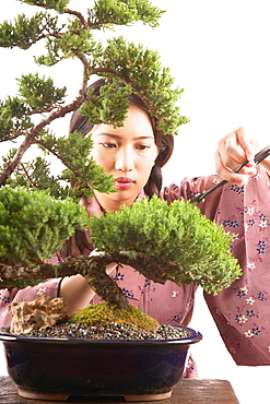 Woman trimming bonsai tree