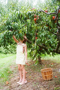 Girl (8-9) picking peaches from tree in orchard