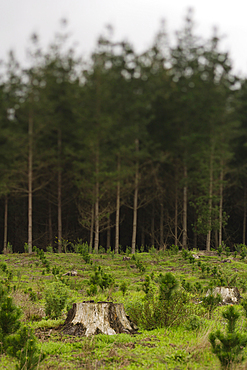 Chile, Concepcion and Coronel, Pine trees planted to replace cut forest