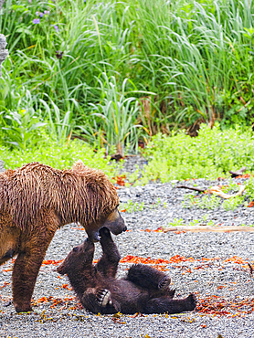 Brown bear adult with cub in meadow