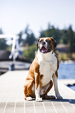 Portrait of dog sitting on jetty, USA, Washington, Bellingham 