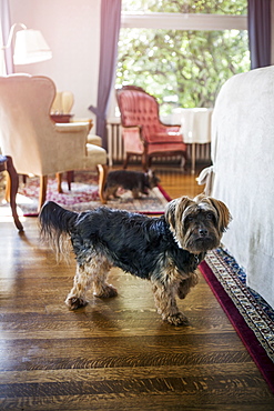 Dog in bedroom 