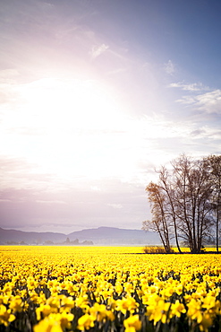 USA, Washington, Skagit Valley, Landscape with daffodil field, USA, Washington, Skagit Valley