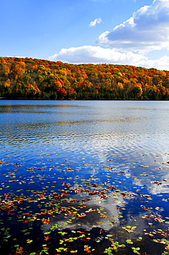 Fallen leaves floating on water, Kittatinny State Park, Sparta, New Jersey