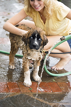 Portrait of young woman washing her dog