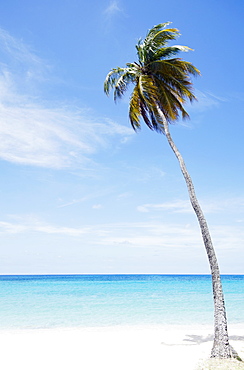 Palm tree on beach, Antigua and Barbuda