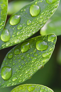 Raindrops on leaf